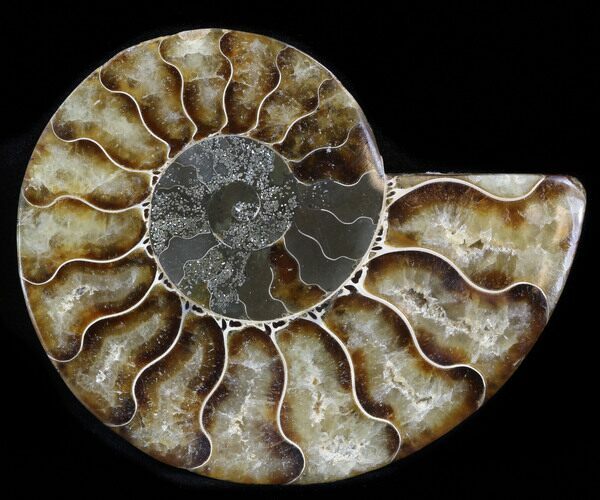 Agatized Ammonite Fossil (Half) #38764